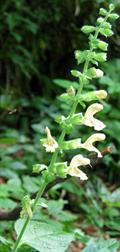 Stachys schtschegleevii